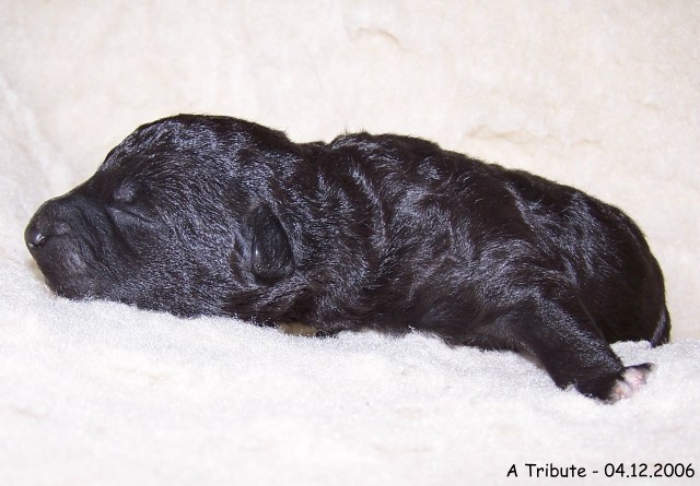 5-Ruede 1 - 04122006-1.jpg